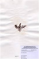 藏品(藍子藻)的圖片